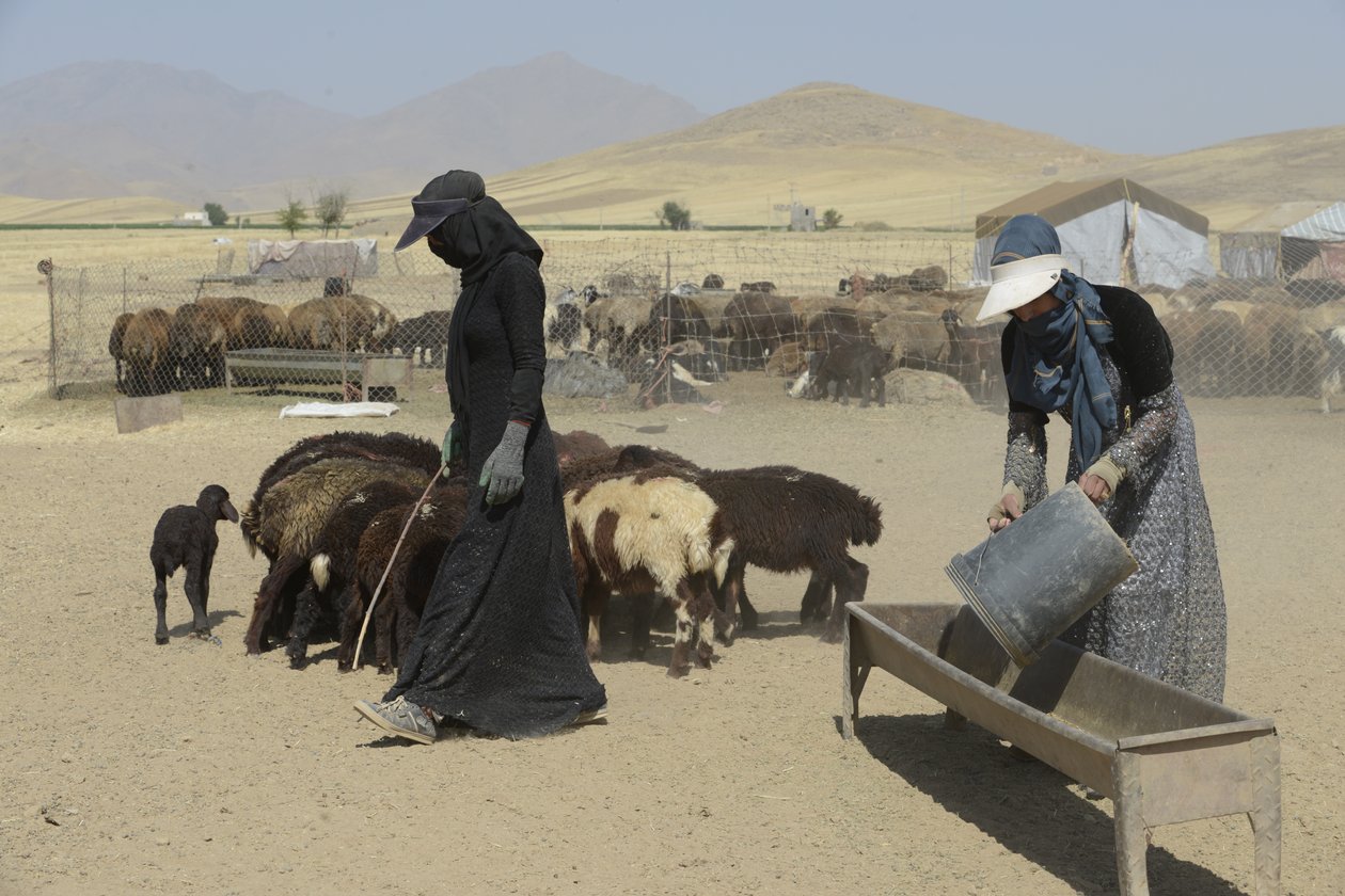 Nomadtält mellan Tamar och Ashkhaneh, Iran 2022 (fotografi) av Unbekannter Künstler