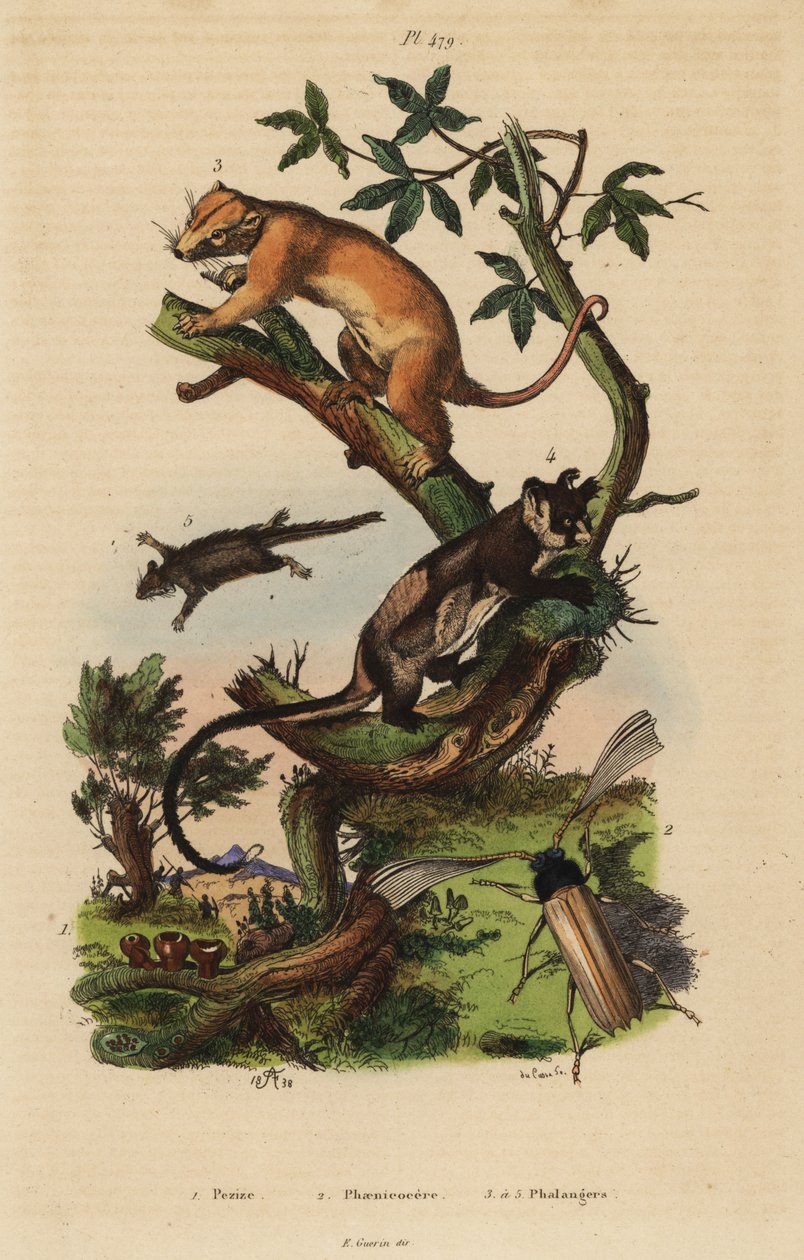Northern common cuscus, Phalanger orientalis 3, gulbukad segelflygare, Petaurus australis 4, fjäderstjärtsflygare, Acrobates pygmaeus 5, Peziza svampar 1 och Psygmatocerus wagleri skalbagge 2 av Unbekannt