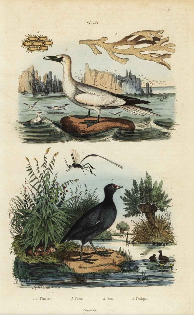 Nordsula, Morus bassanus 4, sothöns, Fulica rufifrons 5, Flustra foliacea tång 1,2 och Gasteruption geting 3 av Unbekannt