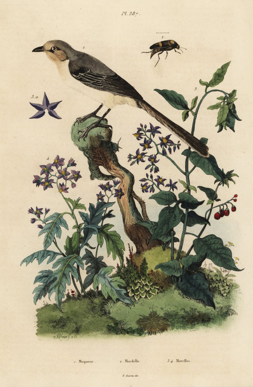 Northern mockingbird, mimus polyglottes orpheus 1, bittersöt nattskugga, Solanum dulcamara 3, Solanum quercifolium 4, Mordella fasciata skalbagge 2 av Unbekannt