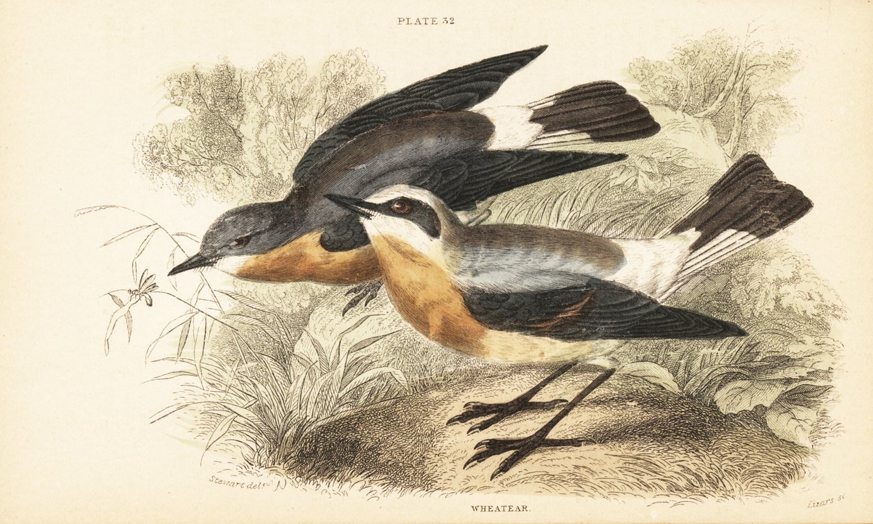 Nordvete, Oenanthe oenanthe. 1889 (gravyr) av Unbekannter Künstler