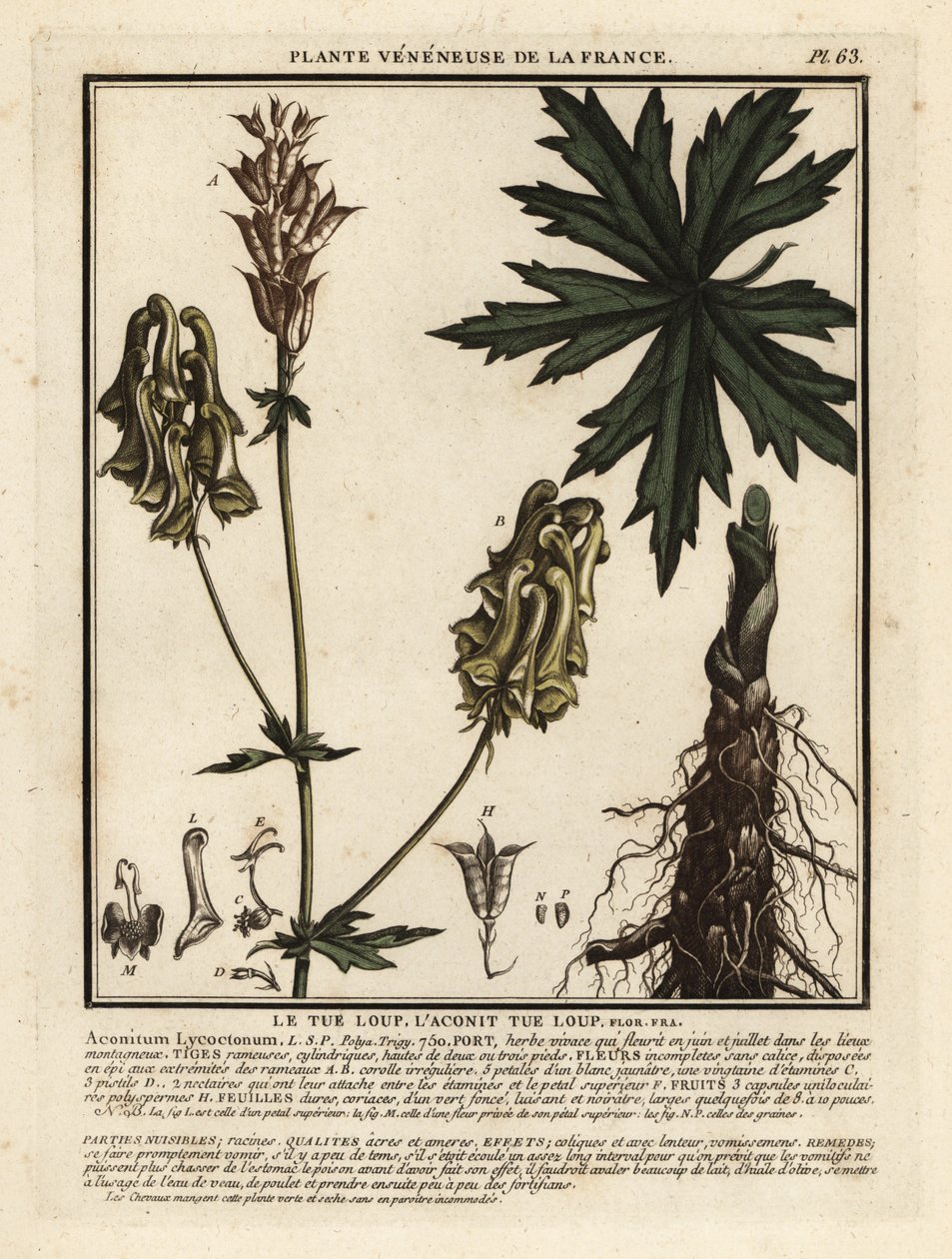 Nordlig vargbana, Aconitum lycoctonum. av Unbekannter Künstler