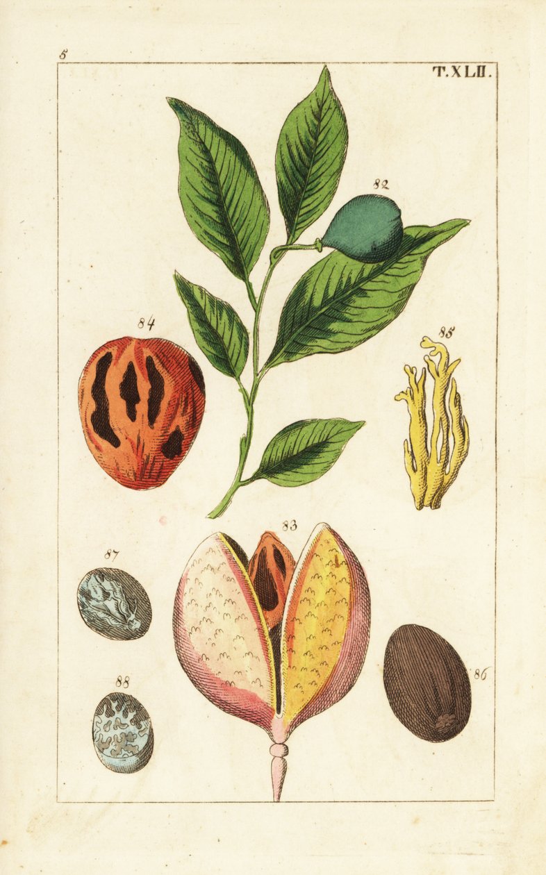 Muskot- och muskotträd, Myristica fragrans. av Unbekannter Künstler