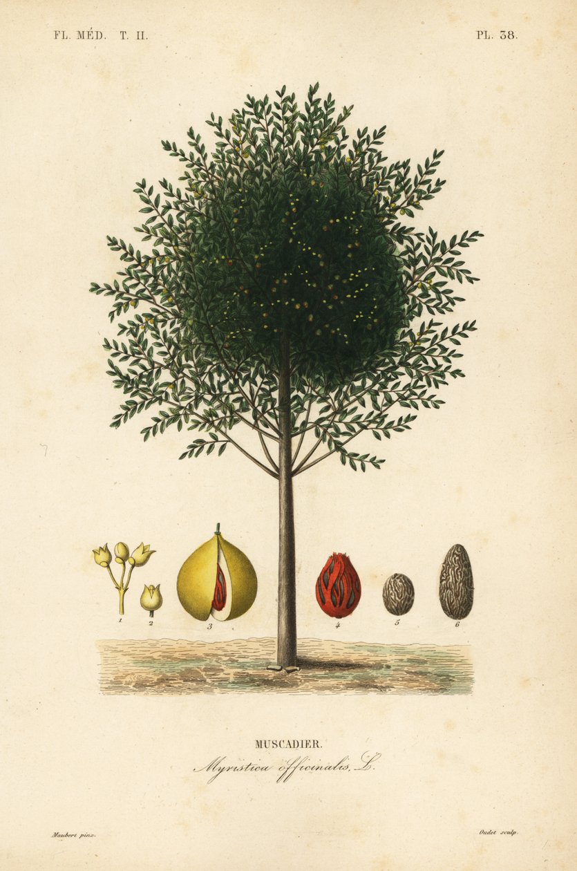Muskot- och muskotträd, Myristica fragrans, Myristica officinalis, Muscadier av Unbekannt