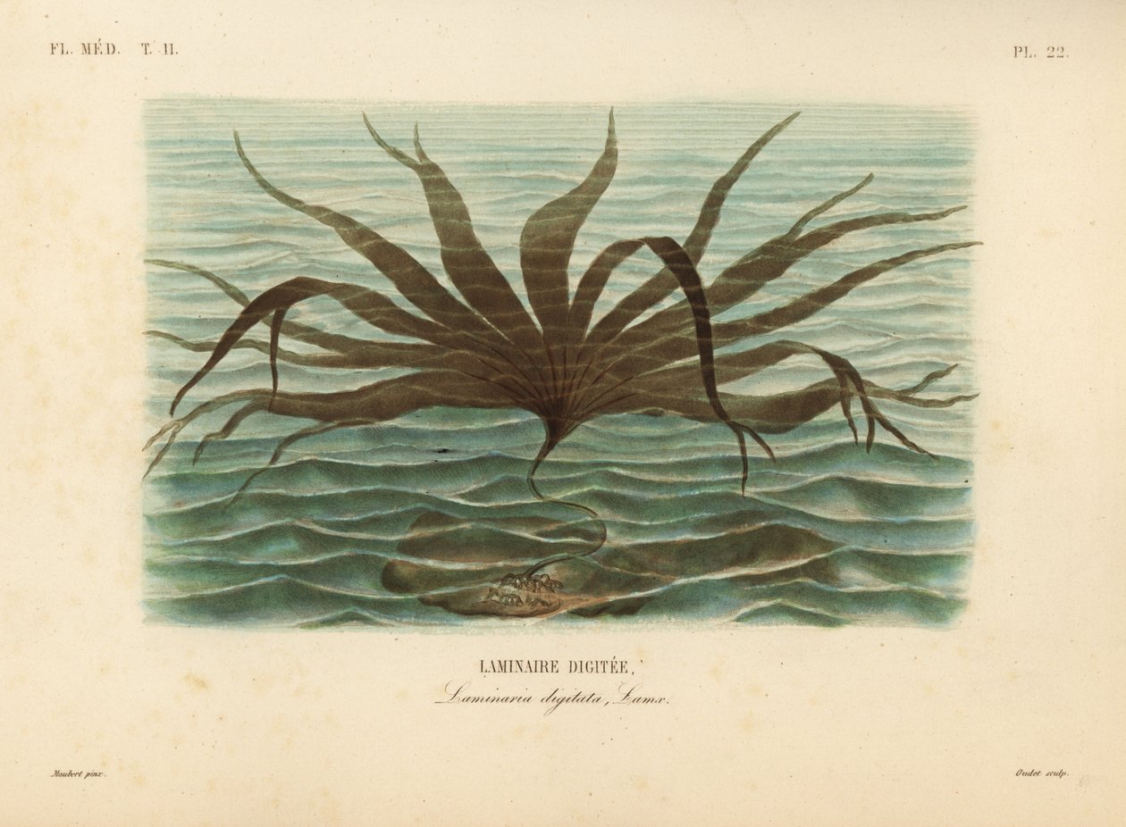 Rågräs, Laminaria digitata, Finger Kelp av Unbekannt
