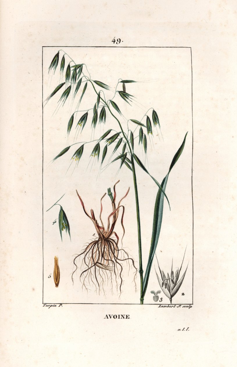 Oats Cultivee eller bysantinsk havre - Gravyr av Lambert fils, efter en teckning av Pierre Jean Francois Turpin (1775-1840), hämtad från La flore medicale, av Chaumeton, Poiret et Chamberet, Paris 1830 - Havre, Avena sativa - Gravyr av Lambert fils efter e av Unbekannter Künstler