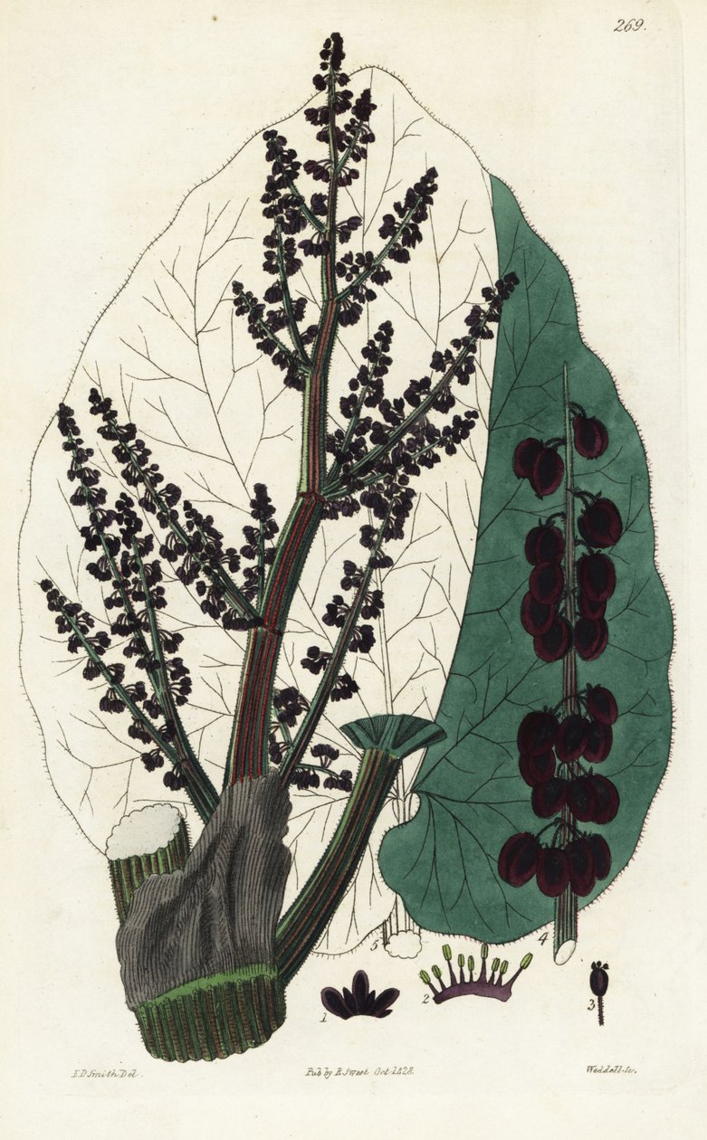 Officinell rabarber, sydlig Rheum. Handkolorerat kopparstick av Weddell efter en botanisk illustration av Edward Dalton Smith från Robert Sweet