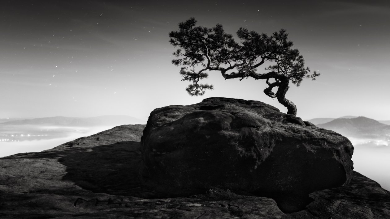 Old Pine, Lilienstein, Schweiz, 2015 (s/v foto) av Leopold Blonder