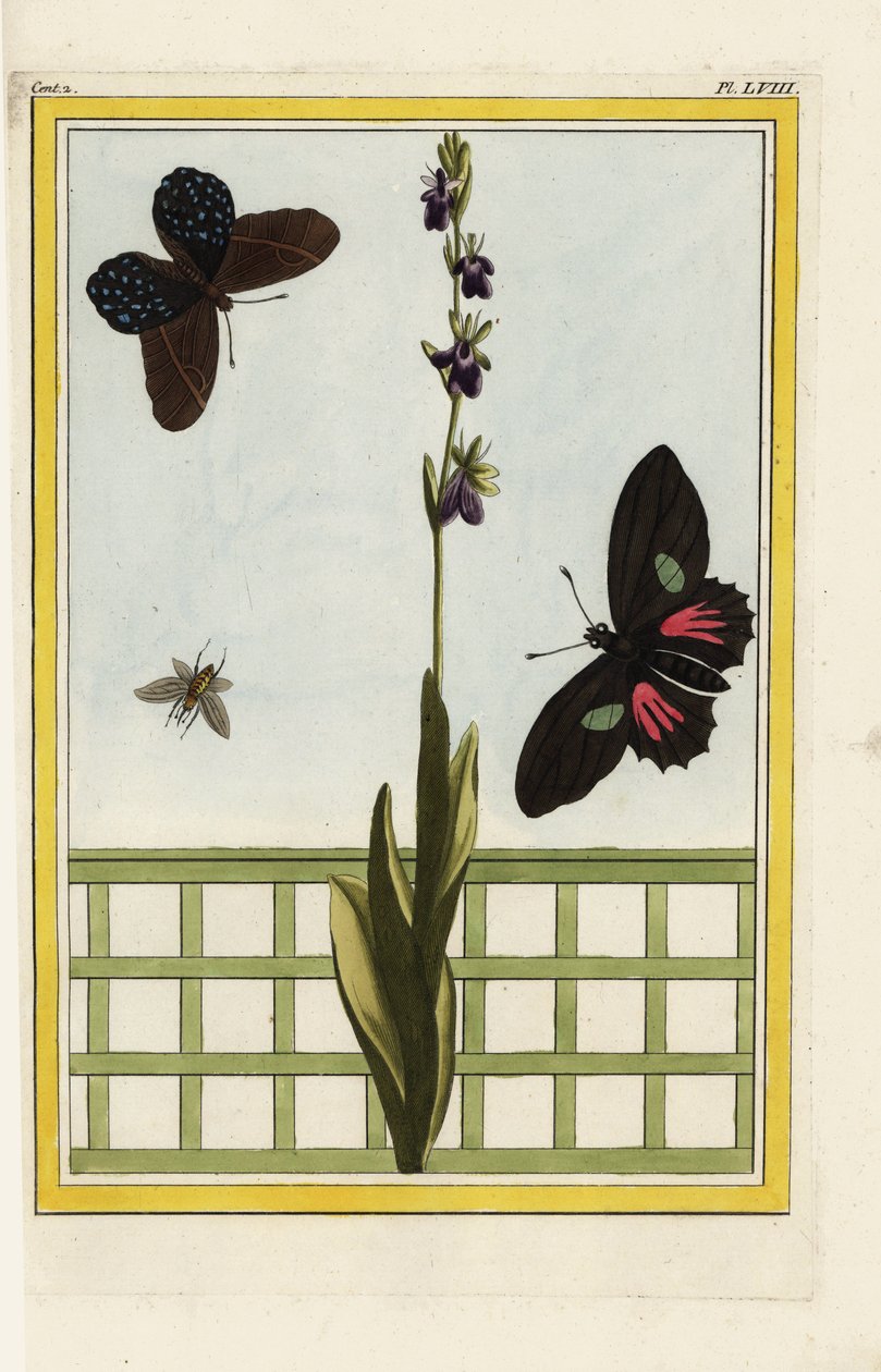 Ophrys har insektsformade blommor. Flugblomster, Ophrys insectifera. Doris långvinge, Heliconius doris. Handkolorerad etsning från Pierre Joseph Buchoz "Dyrbar och upplyst samling av de vackraste och märkligaste blommorna, odlade både i trädgårdarna i av Unbekannter Künstler