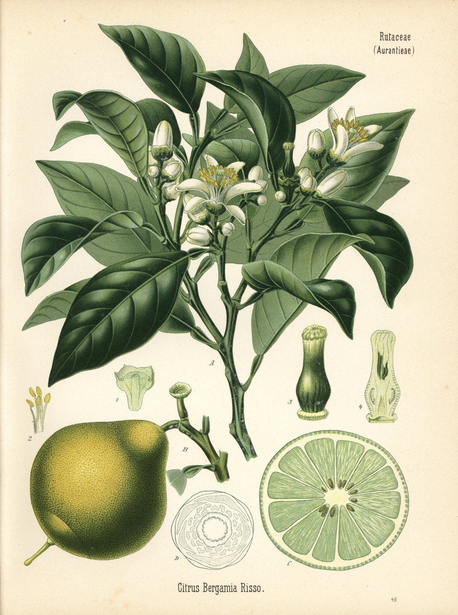 Orange bergamott, Citrus bergamia. Kromolitografi efter en botanisk illustration från Hermann Adolph Koehler