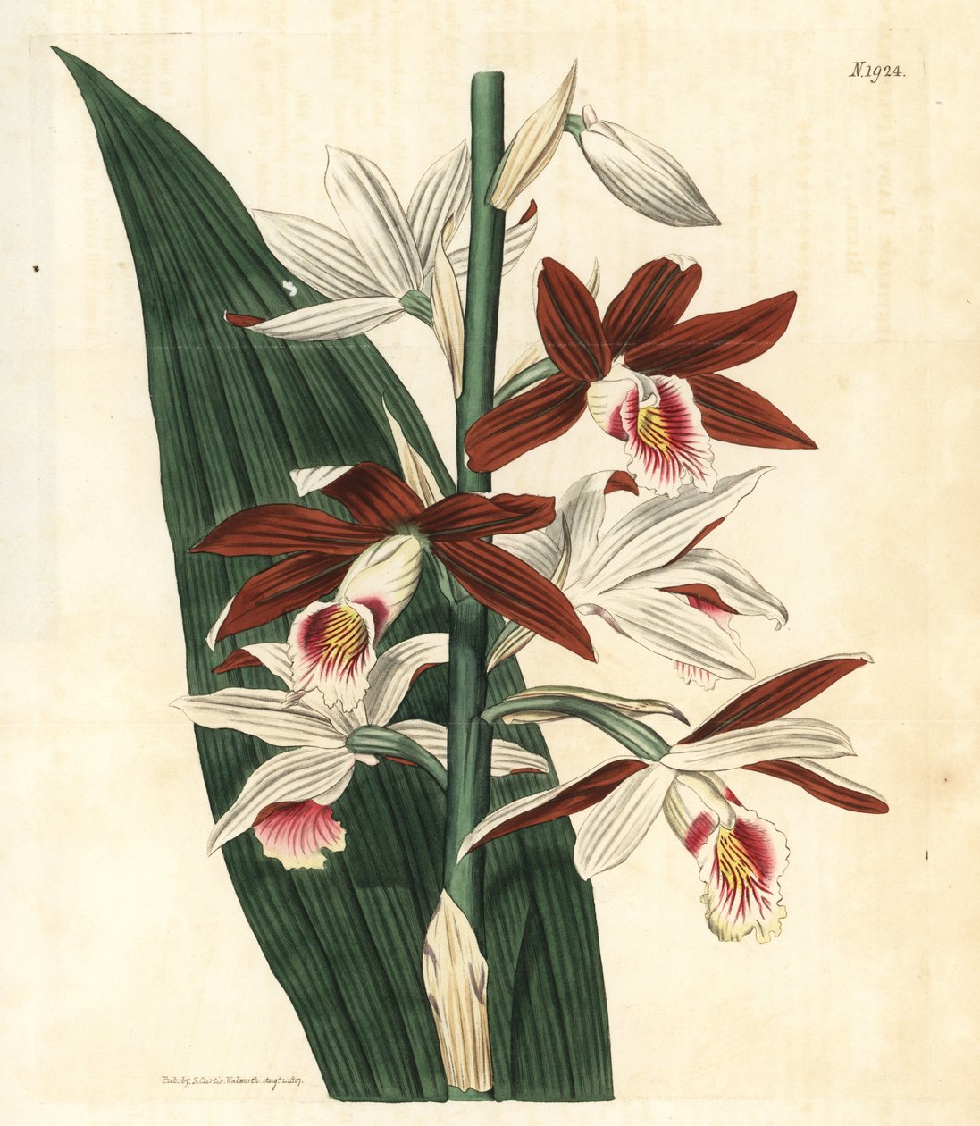 Orkidévarieteter Bifrenaria - Stor träskorkidé Phaius tankervilleae (Lady Tankerville