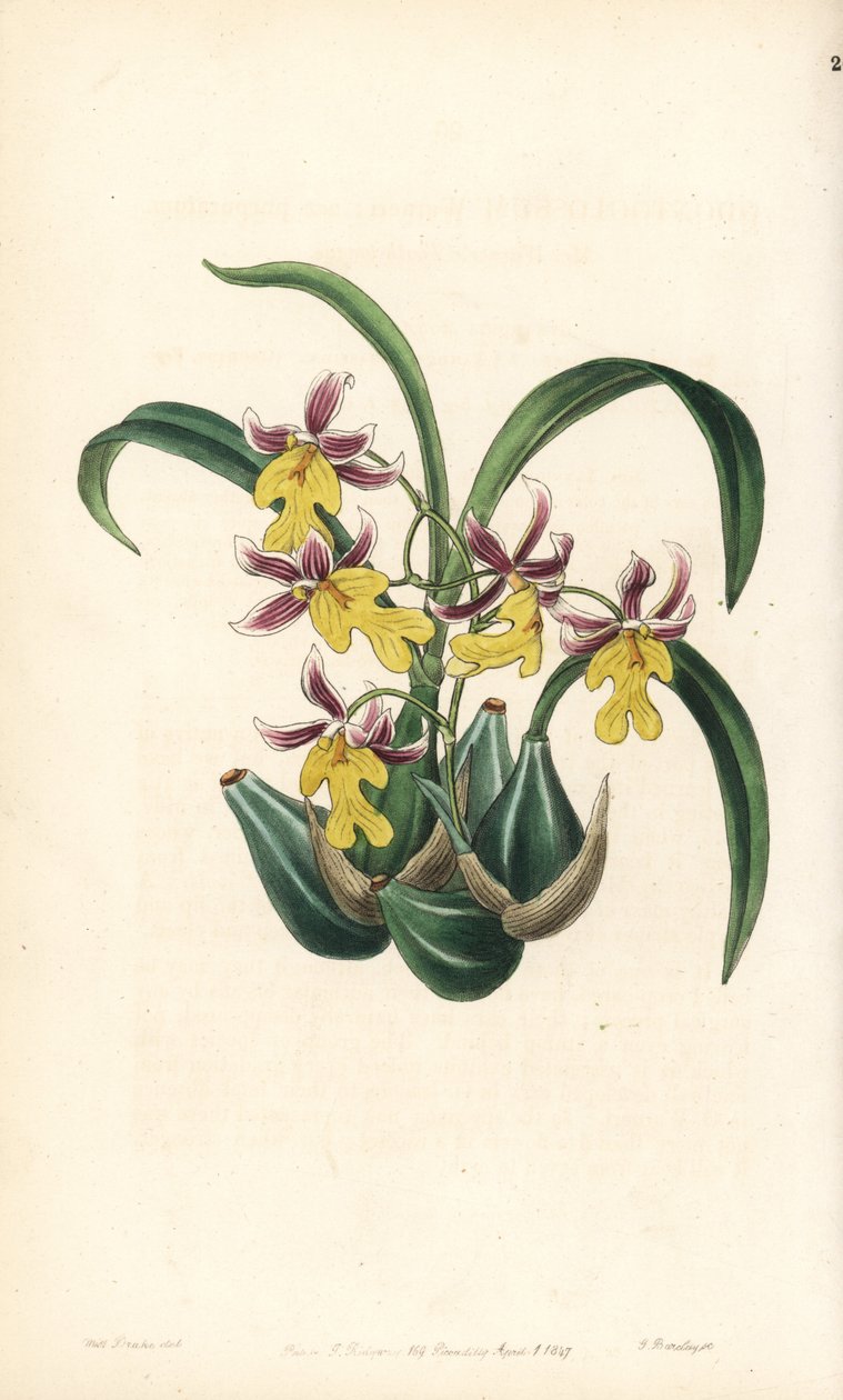 Orchid Variety Oncidium - Oncidium ghiesbreghtianum orchid (Mr. Warners tandtunga, Odontoglossum warneri var. purpuratum). Handkolorerat kopparstick av George Barclay efter en illustration av Miss Sarah Drake från Edwards