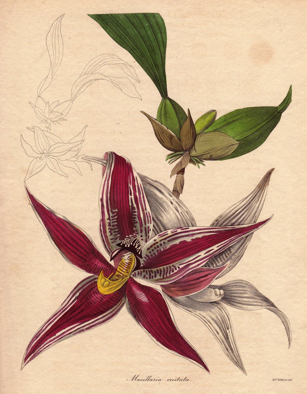 Orkidévarieté, Paphinia (Maxillaria) cristata, endemisk art i norra Sydamerika. En hängande blomställning med en stjärnformad blomma, karmosinröd med vita ränder. Illustration av Augusta Innes Withers (1793-1877), i The Botanist, serie av Unbekannter Künstler