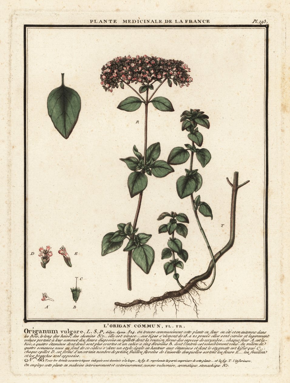 Oregano eller vild mejram, Origanum vulgare. av Unbekannter Künstler