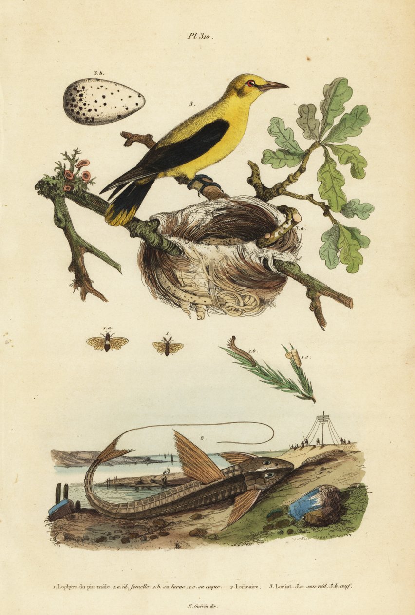 Oriole koltrast, Gymnomystax mexicanus, bo och ägg 3, choklad loricarid pansarskatt, Loricaria cataphracta 2 och tallsågfluga, Neodiprion sertifer 1 av Unbekannt