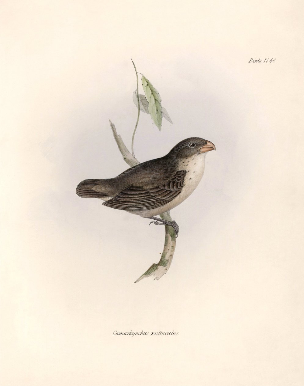 Ornitologi: "Camarhynchus psittaculus or Geospize psittacin" Beskrivning av en tätting av Charles Darwin (1809-1882) som observerades under hans expedition ombord på Beagle. Plansch från "The zoology of the voyage of H.M.S. Beagle. Flyg. III, Fåglar beskri av Unbekannter Künstler