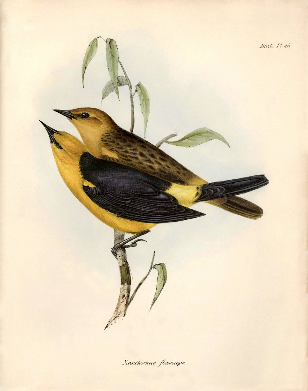 Ornitologi: "Certhidea olivacea" Geospize olive observeras och beskrivs av Charles Darwin under hans expedition ombord på Beagle. Plansch från "The zoology of the voyage of H.M.S. Beagle. Flight. III, Fåglar beskrivna av John Gould, med anmärkning om deras av Unbekannter Künstler