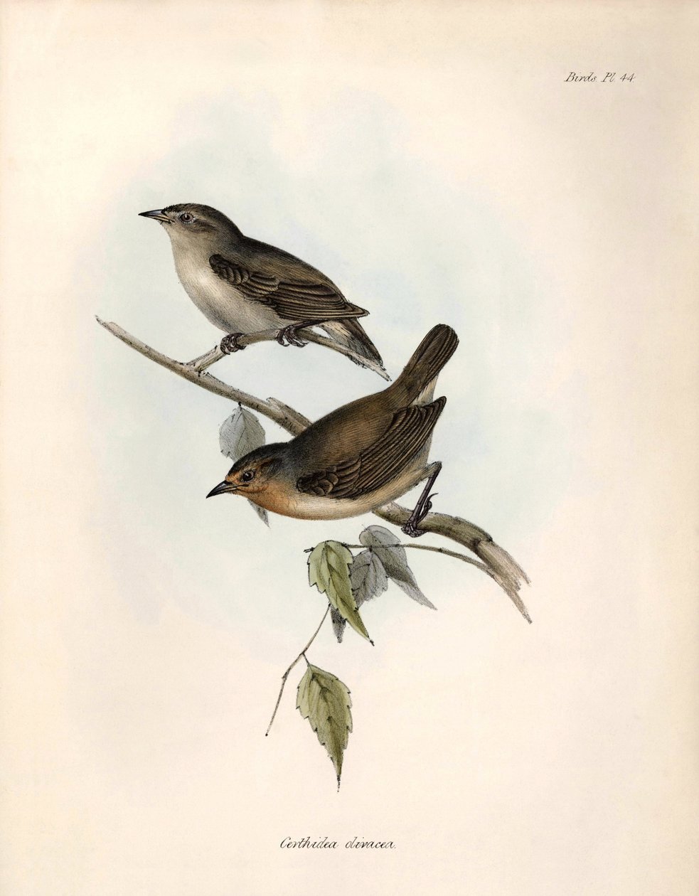 Ornitologi: "Certhidea olivacea" Geospize olive observeras och beskrivs av Charles Darwin under hans expedition ombord på Beagle. Plansch från "The zoology of the voyage of H.M.S. Beagle. Flight. III, Fåglar beskrivna av John Gould, med anmärkning om deras av Unbekannter Künstler