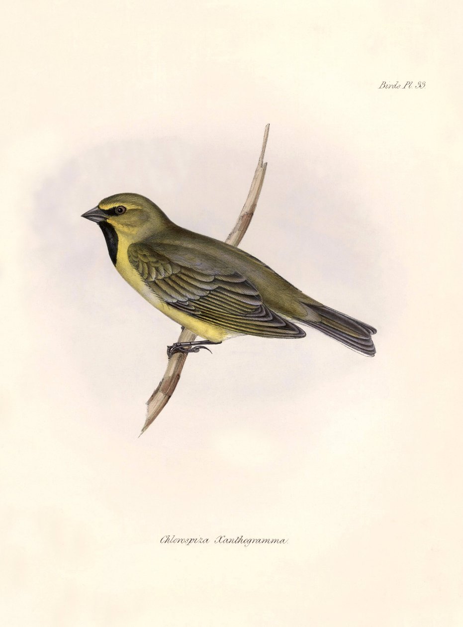 Ornitologi: "Chlorospiza xanthogramma" Beskrivning av en tätting som Charles Darwin (1809-1882) observerade under sin expedition ombord på Beagle. Plansch från "The zoology of the voyage of H.M.S. Beagle. Flight. III, Fåglar beskrivna av John Gould, med n av Unbekannter Künstler