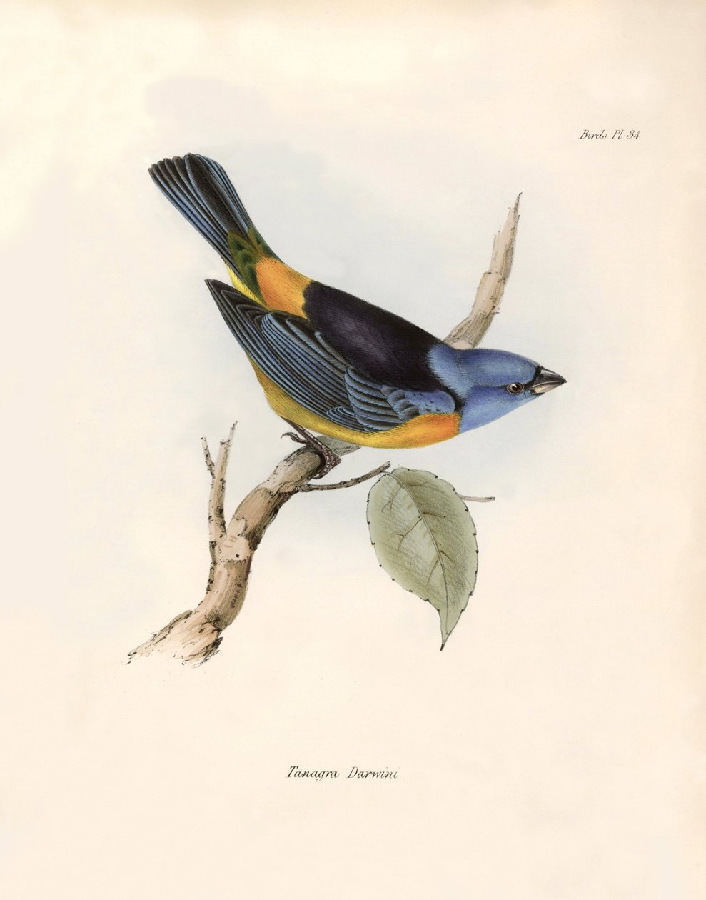 Ornitologi: "Darwins thraupiner (eller Thraupinae)" Beskrivning av en tätting som Charles Darwin (1809-1882) observerade under sin expedition ombord på Beagle. Plansch från "The zoology of the voyage of H.M.S. Beagle. Flight. III, Fåglar beskrivna av John  av Unbekannter Künstler