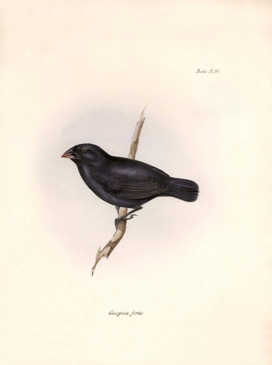 Ornitologi: "Geospiza fortis or geospize a medium-beaked" Beskrivning av en tätting som Charles Darwin (1809-1882) observerade under sin expedition ombord på Beagle. Plansch från "The zoology of the voyage of H.M.S. Beagle. Flyg. III, Fåglar beskrivna av J av Unbekannter Künstler