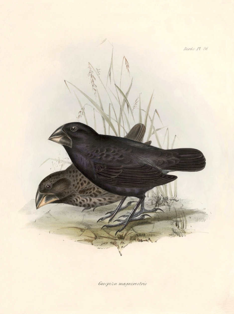 Ornitologi: "Geospiza magnirostris eller geospize en stor näbb" Beskrivning av en tätting av Charles Darwin (1809-1882) som observerades under hans expedition ombord på Beagle. Plansch från "The zoology of the voyage of H.M.S. Beagle. Flyg. III, Fåglar bes av Unbekannter Künstler