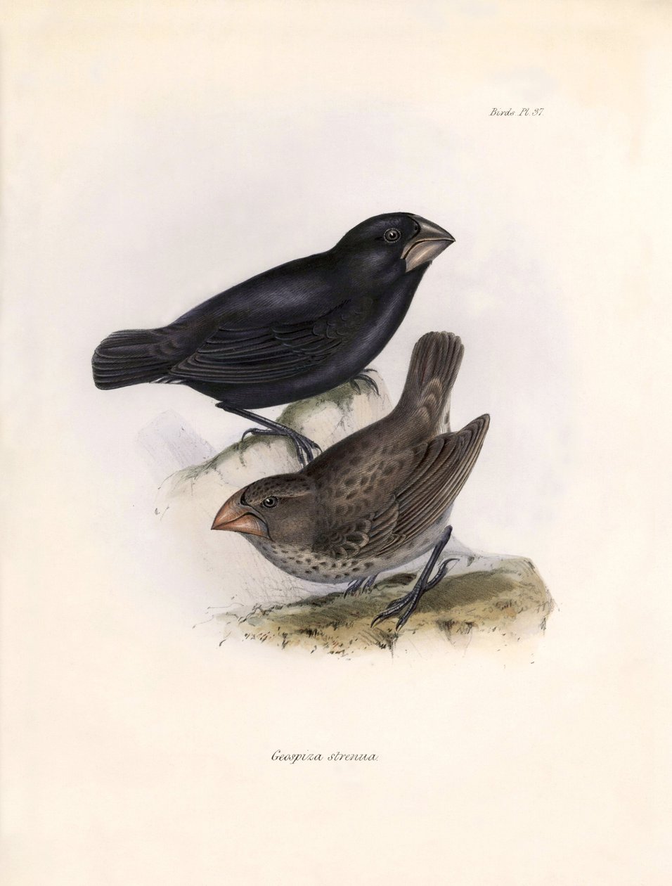 Ornitologi: "Geospiza strenua or geospize" Beskrivning av en tätting som Charles Darwin (1809-1882) observerade under sin expedition ombord på Beagle. Plansch från "The zoology of the voyage of H.M.S. Beagle. Flight. III, Fåglar beskrivna av John Gould, wi av Unbekannter Künstler