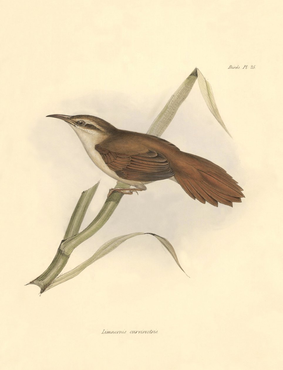 Ornitologi: "Limnornis curvirostris" från familjen furnariider beskriven av Charles Darwin under hans expedition ombord på Beagle. Plansch från "The zoology of the voyage of H.M.S. Beagle. Flight. III, Fåglar beskrivna av John Gould, med uppgifter om deras av Unbekannter Künstler