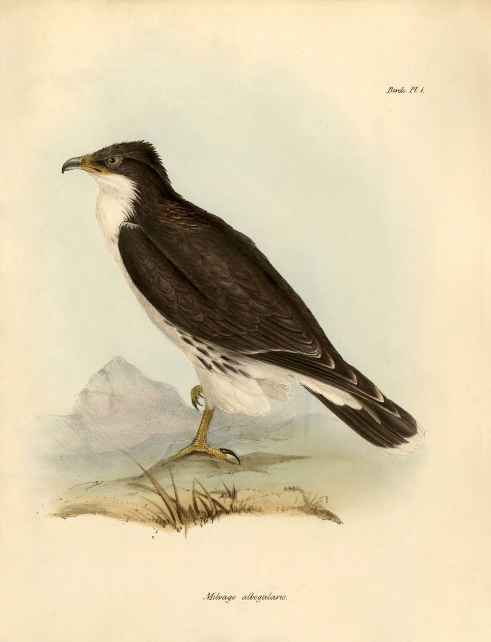 Ornitologi: "Milvago albogularis" eller caracara beskrevs av Charles Darwin (1809-1882) under hans expedition ombord på Beagle. Plansch från "Fåglar beskrivna av John Gould, med notis om deras vanor av Charles Darwin av Unbekannter Künstler