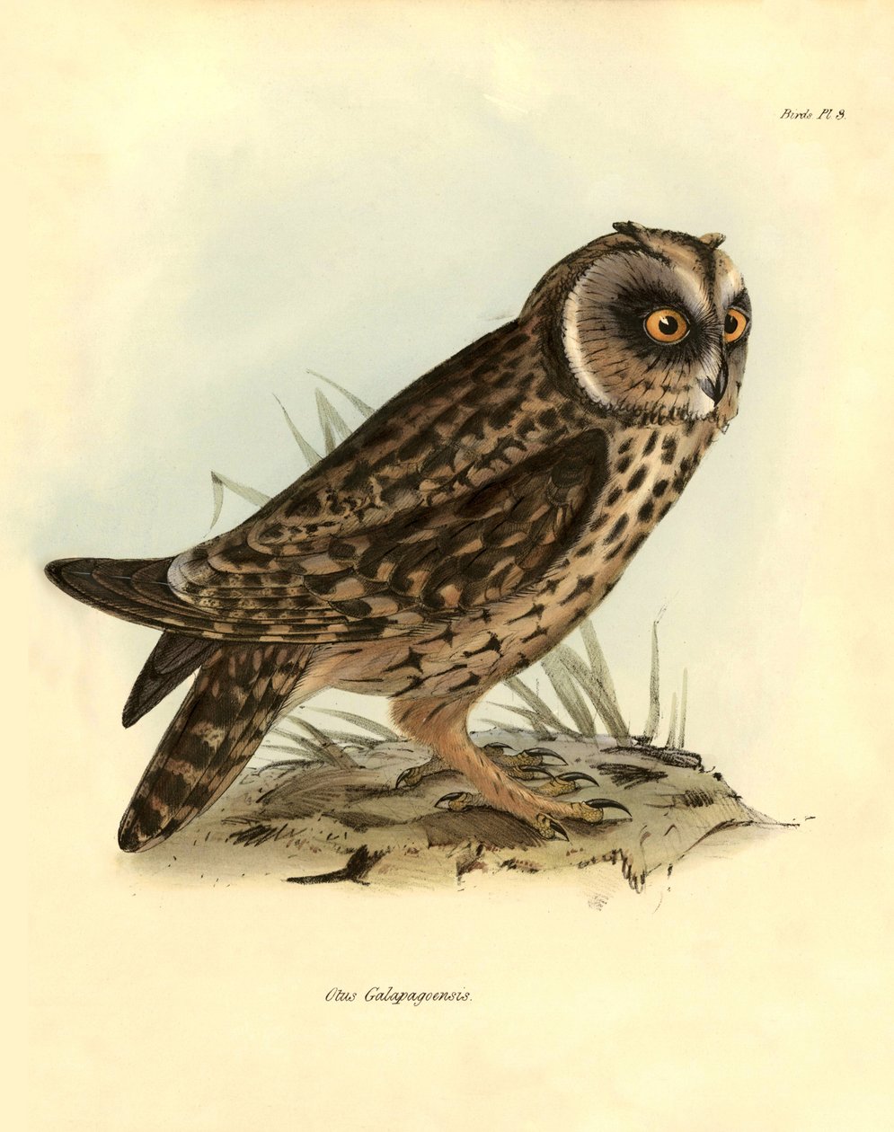 Ornitologi: "Otus Galapagoensis" Galapagos uggla beskriven av Charles DarWin (1809-1882) under hans expedition ombord på Beagle. Plansch från "Fåglar beskrivna av John Gould, med notis om deras vanor av Charles Darwin av Unbekannter Künstler