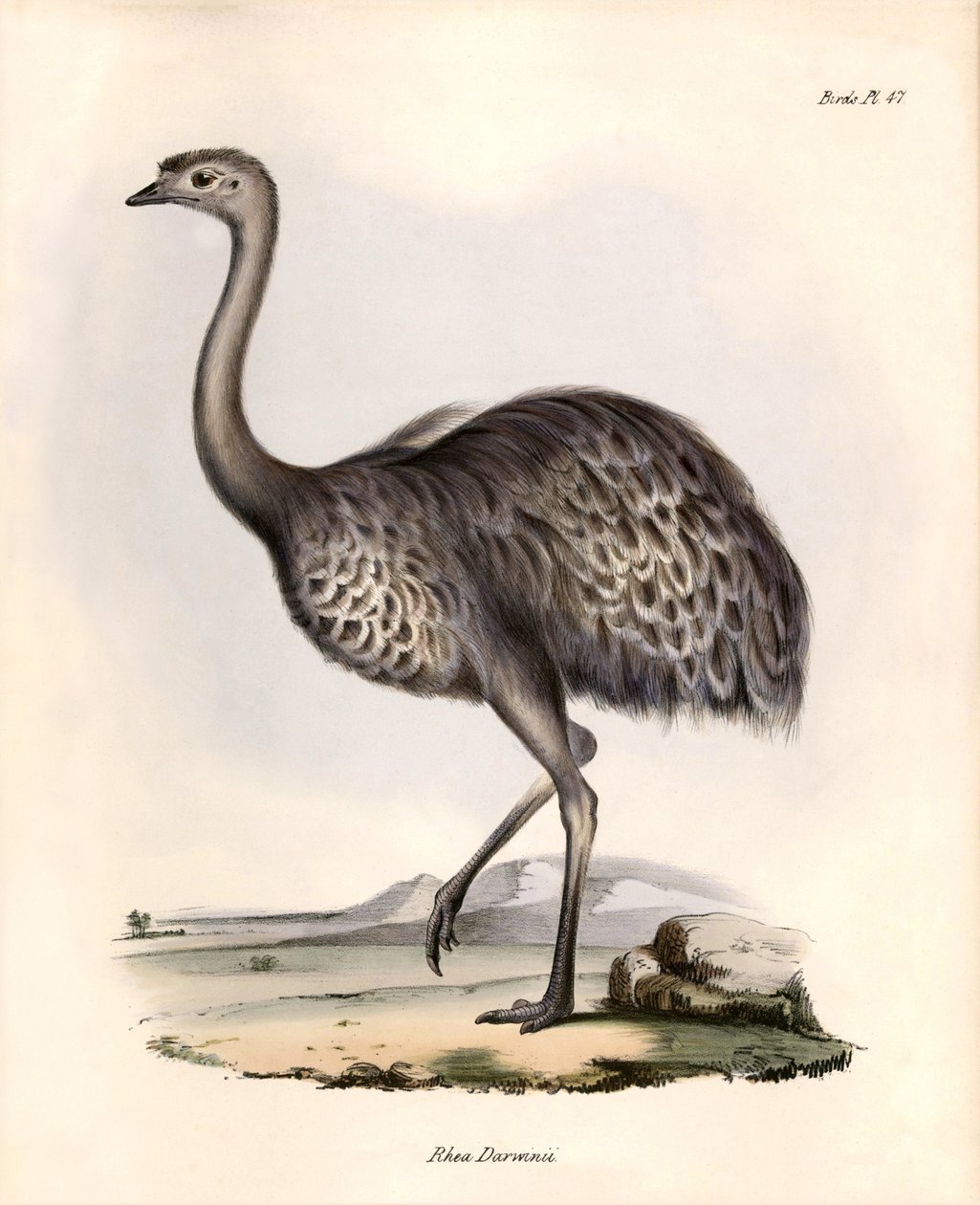 Ornitologi: "Rhea Darwinii" Nandou de Darwin observerar och beskriver av Charles Darwin under hans expedition ombord på Beagle. Plansch från "The zoology of the voyage of H.M.S. Beagle. Flight. III, Fåglar beskrivna av John Gould, med noteringar om deras av Unbekannter Künstler
