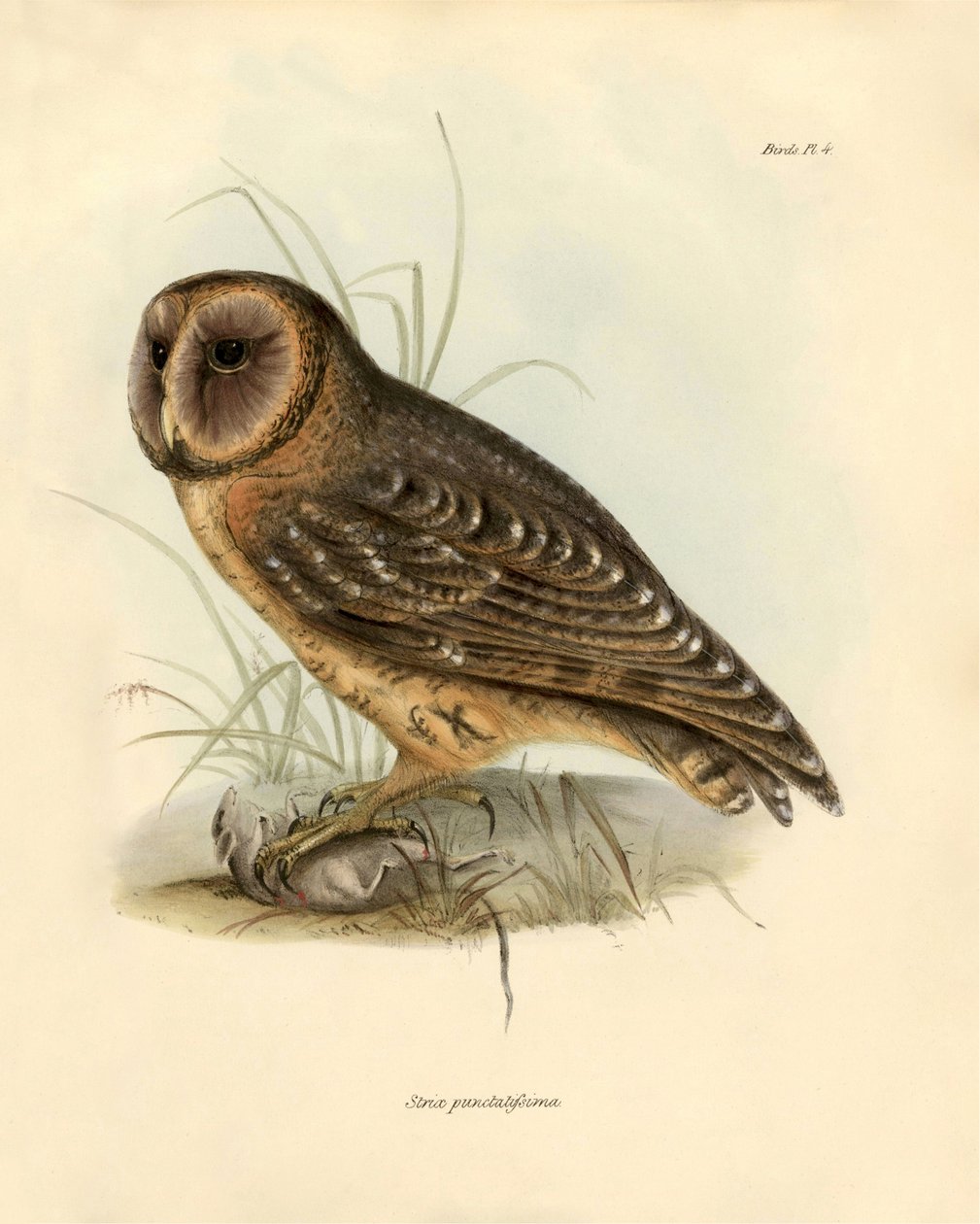 Ornitologi: "Strix punctatissima" uggla beskriven av Charles Darwin (1809-1882) under hans expedition ombord på Beagle. Plansch från "Birds described by John Gould, with notice of their habits by Charles Darwin av Unbekannter Künstler