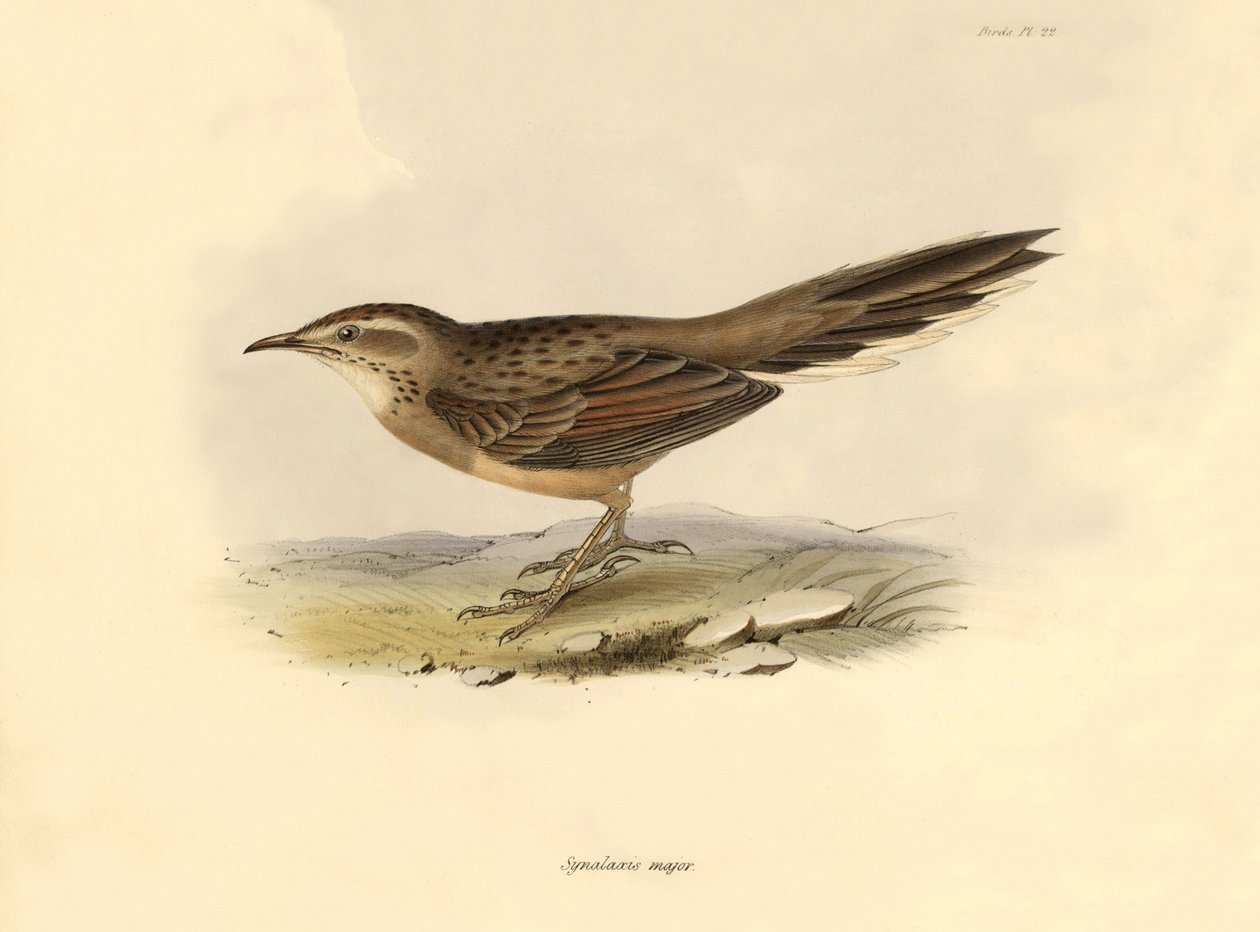 Ornitologi: "Synallaxis major" beskrevs av Charles Darwin under hans expedition ombord på Beagle. Plansch från "The zoology of the voyage of H.M.S. Beagle. Flyg. III, Fåglar beskrivna av John Gould, med notiser om deras vanor av Charles Darwin av Unbekannter Künstler