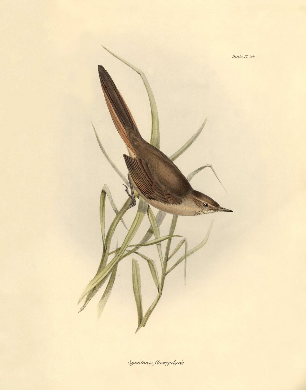 Ornitologi: "Synallaxis rufogularis" beskriven av Charles Darwin under hans expedition ombord på Beagle. Plansch från "The zoology of the voyage of H.M.S. Beagle. Flight. III, Fåglar beskrivna av John Gould, med notiser om deras vanor av Charles Darwin av Unbekannter Künstler