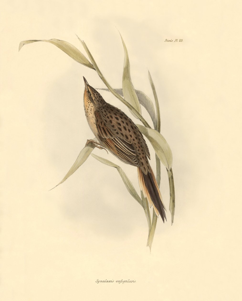 Ornitologi: "Synallaxis rufogularis" beskriven av Charles Darwin under hans expedition ombord på Beagle. Plansch från "The zoology of the voyage of H.M.S. Beagle. Flight. III, Fåglar beskrivna av John Gould, med notiser om deras vanor av Charles Darwin av Unbekannter Künstler