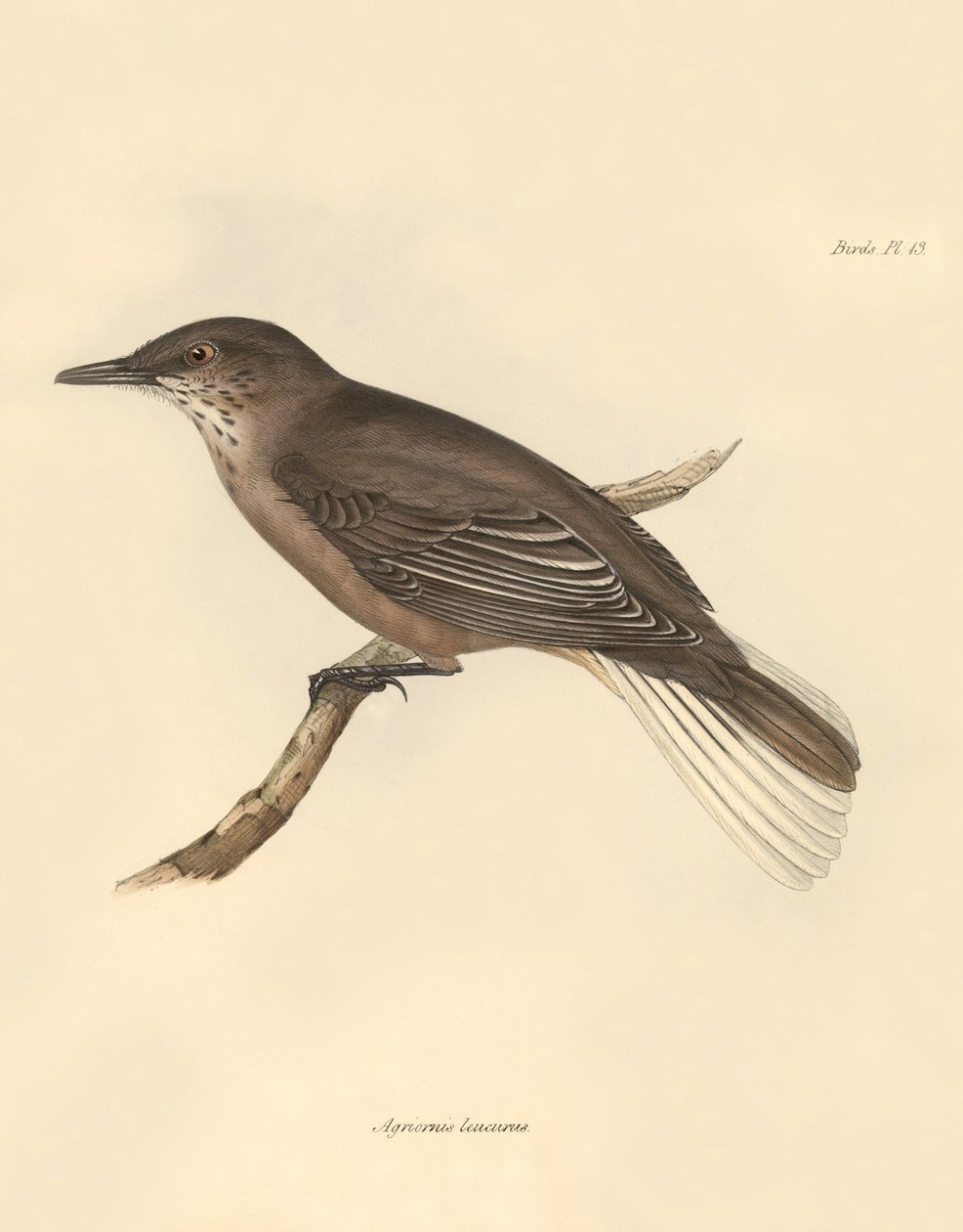 Ornitologi: "Agriornis leucurus" beskrevs av Charles Darwin under hans upptäcktsresa ombord på Beagle. Plansch från "The Zoology of the voyage of H.M.S. Beagle under the command of Captain Fitzroy during the years 1832 to 1836 edited and supervi av Unbekannter Künstler