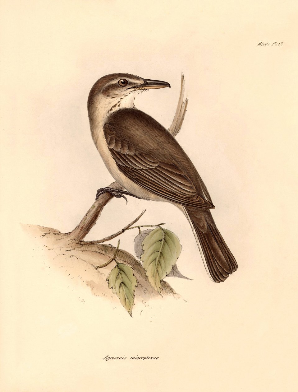 Ornitologi: "Agriornis micropterus" eller argentinsk gaucho som beskrevs av Charles Darwin under hans upptäcktsresa ombord på Beagle. Plansch från "The Zoology of the voyage of H.M.S. Beagle under befäl av kapten Fitzroy under åren 1832 till av Unbekannter Künstler