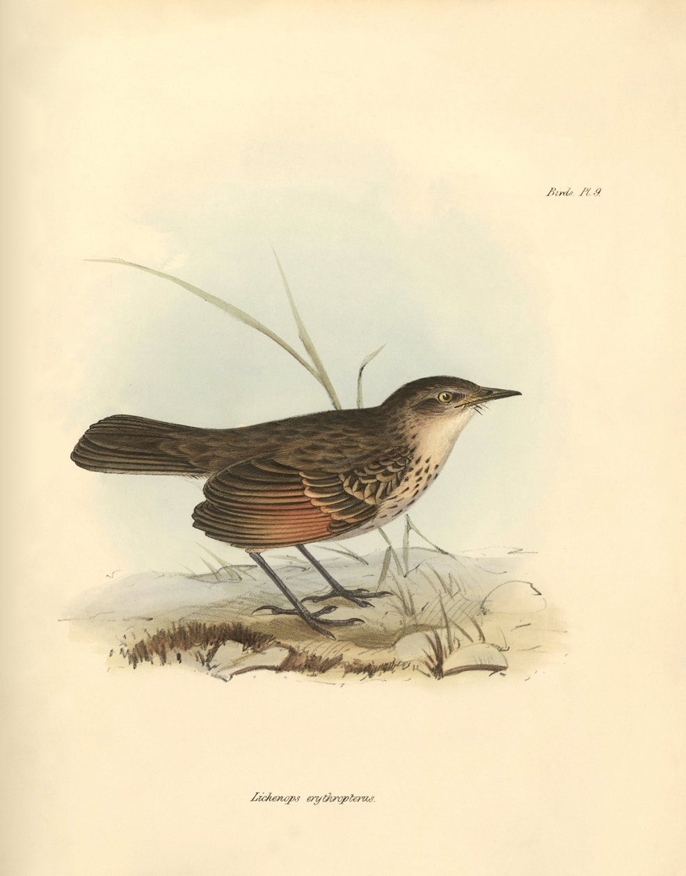 Ornitologi: "Hymenops perspicillata" av den fågelfamilj som beskrevs av Charles Darwin under hans upptäcktsresa ombord på Beagle. Plansch från "The Zoology of the voyage of H.M.S. Beagle under befäl av kapten Fitzroy under åren 1832 till av Unbekannter Künstler