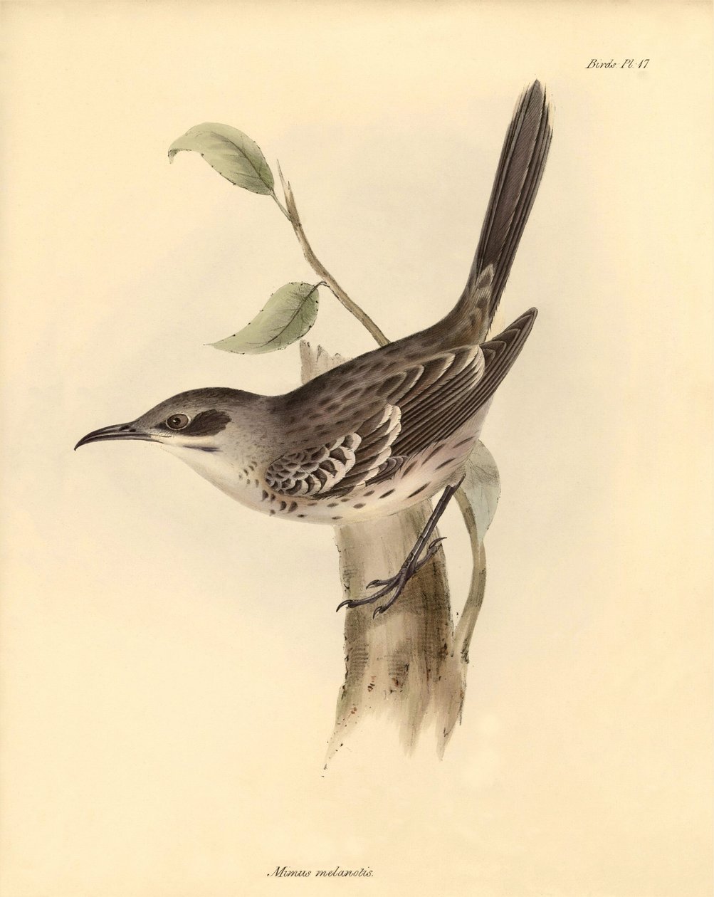 Ornitologi: "Mimus melanotis" av familjen spottare beskriven av Charles Darwin under hans upptäcktsresa ombord på Beagle. Plansch från "The Zoology of the voyage of H.M.S. Beagle under befäl av kapten Fitzroy under åren 1832 till 1836 av Unbekannter Künstler