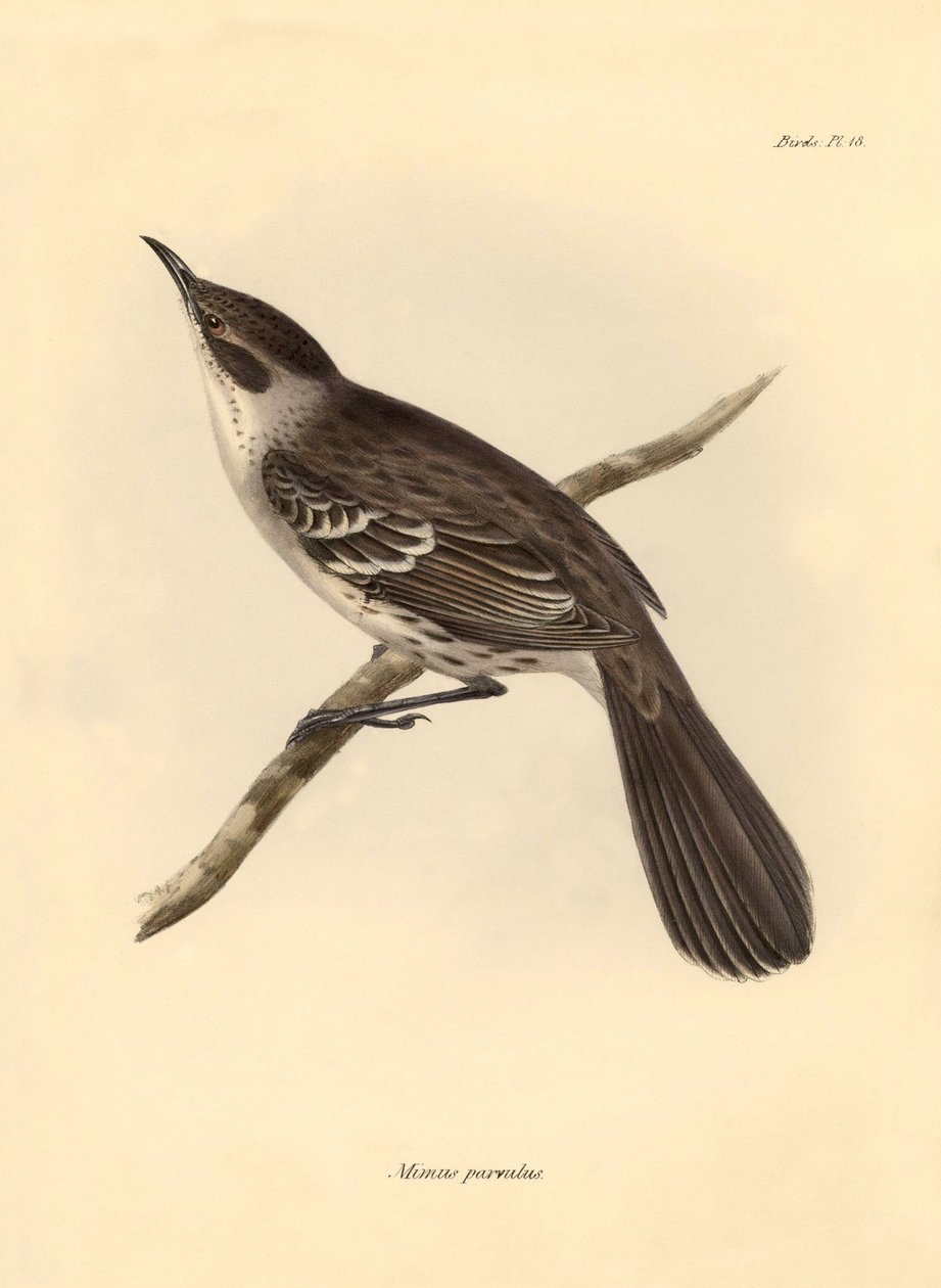 Ornitologi: "Mimus parnilus" av familjen spottare beskriven av Charles Darwin under hans upptäcktsresa ombord på Beagle. Plansch från "The Zoology of the voyage of H.M.S. Beagle under befäl av kapten Fitzroy under åren 1832 till 1836 av Unbekannter Künstler