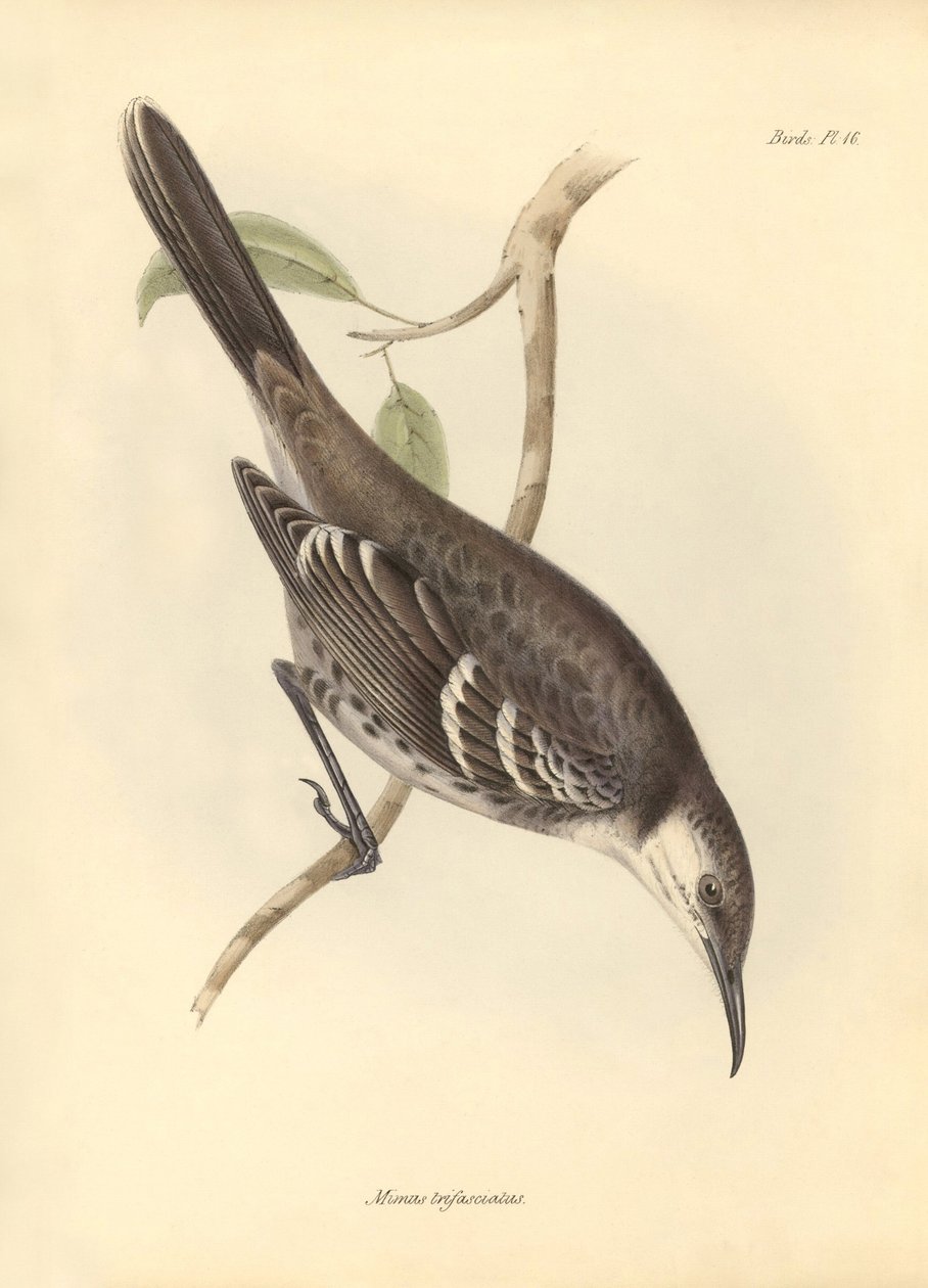 Ornitologi: "Mimus trifasciatus" av familjen spottare som beskrevs av Charles Darwin under hans upptäcktsresa ombord på Beagle. Plansch från "The Zoology of the voyage of H.M.S. Beagle under befäl av kapten Fitzroy under åren 1832 till 1 av Unbekannter Künstler