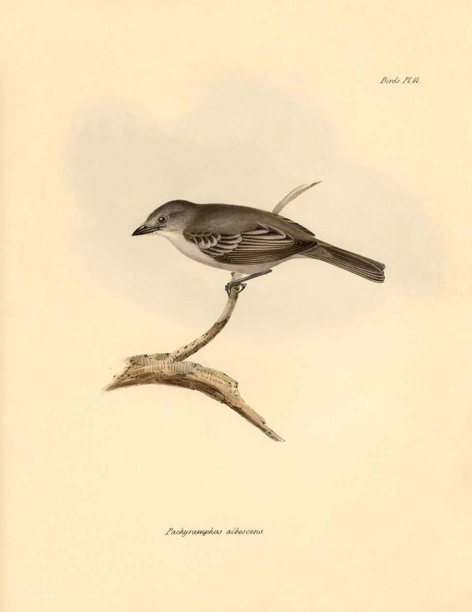Ornitologi: "Pachyramphus albescens" av bokfamiljen som beskrevs av Charles Darwin under hans upptäcktsresa ombord på Beagle. Plansch från "The Zoology of the voyage of H.M.S. Beagle under befäl av kapten Fitzroy under åren 1832 till av Unbekannter Künstler