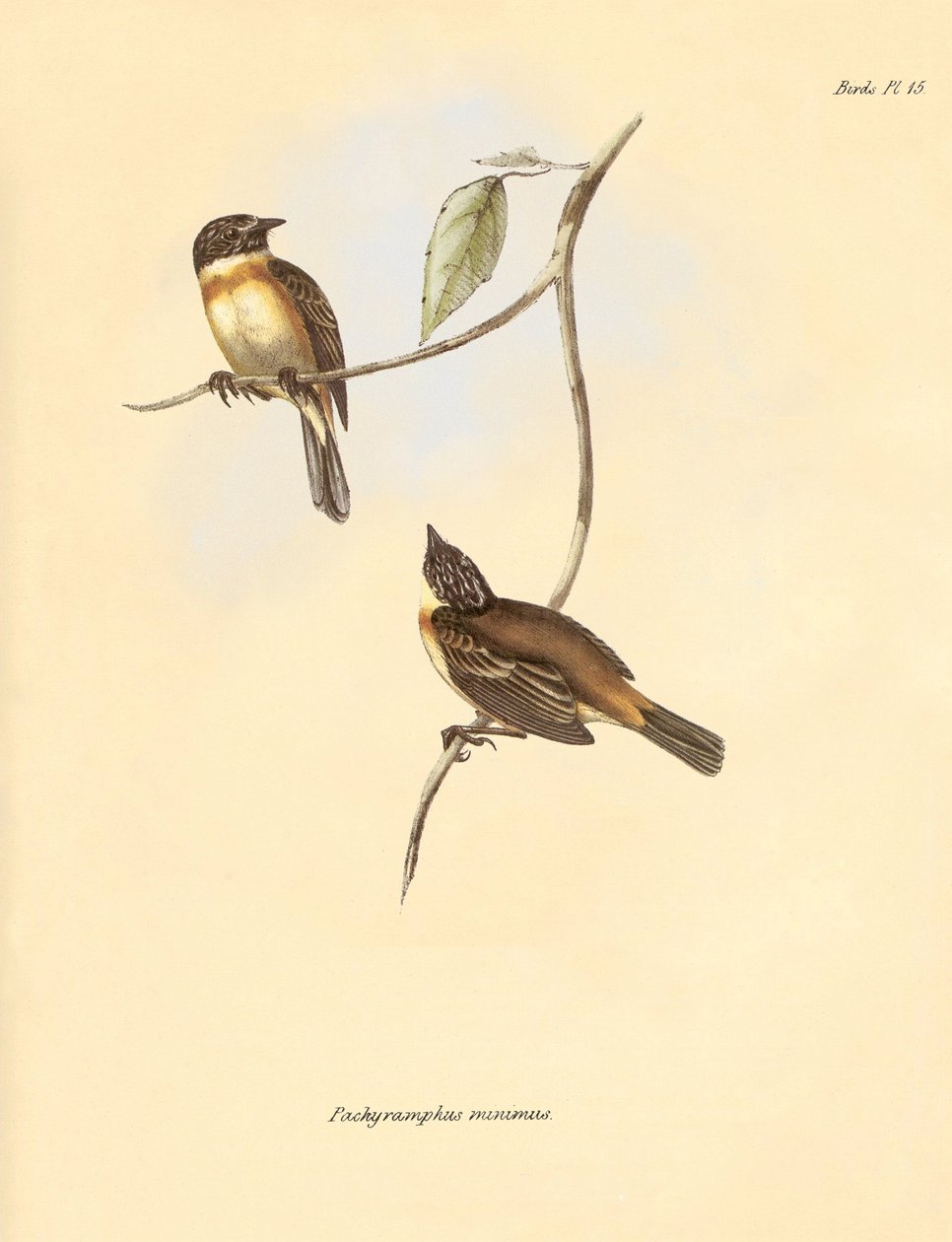 Ornitologi: "Pachyramphus minimus" av bokfamiljen som beskrevs av Charles Darwin under hans upptäcktsresa ombord på Beagle. Plansch från "The Zoology of the voyage of H.M.S. Beagle under befäl av kapten Fitzroy under åren 1832 till 1 av Unbekannter Künstler