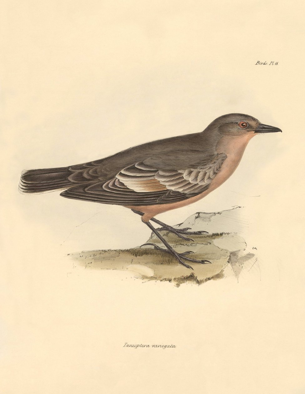Ornitologi: "Taenioptera variegata" beskrevs av Charles Darwin under hans upptäcktsresa ombord på Beagle. Plansch från "The Zoology of the voyage of H.M.S. Beagle under the command of Captain Fitzroy during the years 1832 to 1836 edited and supe av Unbekannter Künstler