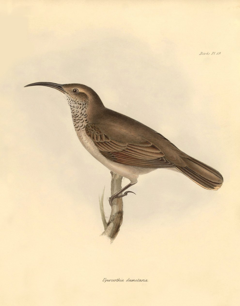 Ornitologi: "Upercerthia dumetaria" beskrevs av Charles Darwin under hans upptäcktsresa ombord på Beagle. Plansch från "The Zoology of the voyage of H.M.S. Beagle under the command of Captain Fitzroy during the years 1832 to 1836 edited and supe av Unbekannter Künstler