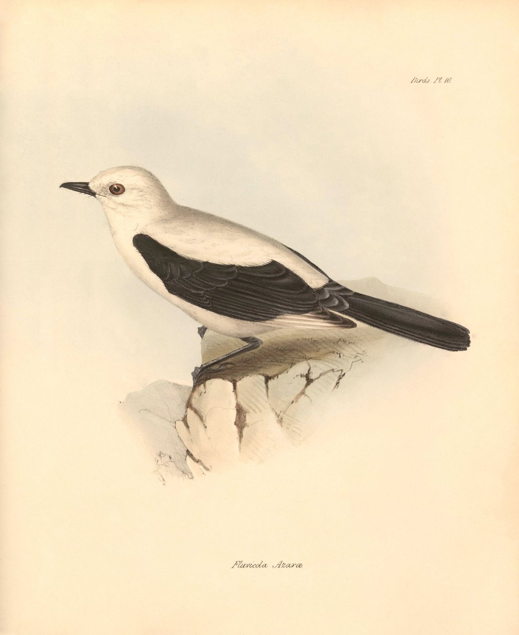 Ornitologi: "Fluvicola azarea" eller flugsnapparen som beskrevs av Charles Darwin under hans upptäcktsresa ombord på Beagle. Plansch från "The Zoology of the voyage of H.M.S. Beagle under the command of Captain Fitzroy during the years 1832 to 1836 edited av Unbekannter Künstler