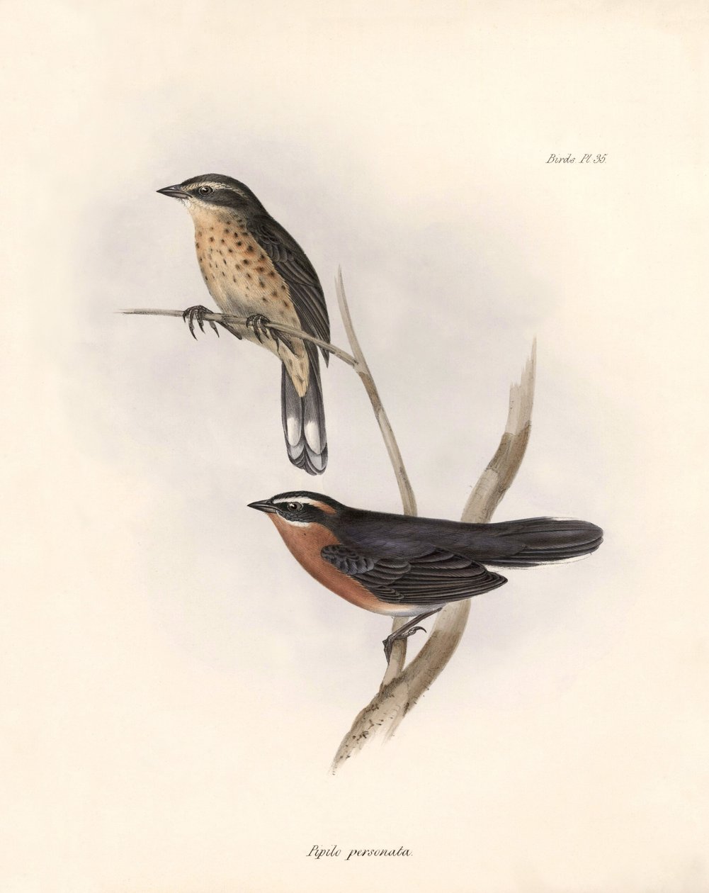 Ornitologi: "Tohi (eller pipilo)" Beskrivning av en tätting av Charles Darwin (1809-1882) observerad under hans expedition ombord på Beagle. Plansch från "The zoology of the voyage of H.M.S. Beagle. Flight. III, Fåglar beskrivna av John Gould, med notering av Unbekannter Künstler