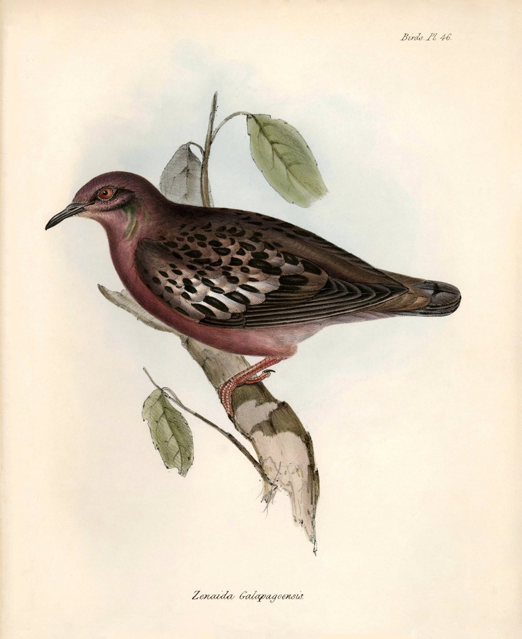 Ornitologi: "Zenaida Galapagoensis" Galapagosduva observerad och beskriven av Charles Darwin under hans expedition ombord på Beagle. Plansch från "The zoology of the voyage of H.M.S. Beagle. Flight. III, Fåglar beskrivna av John Gould, med anmärkning om de av Unbekannter Künstler