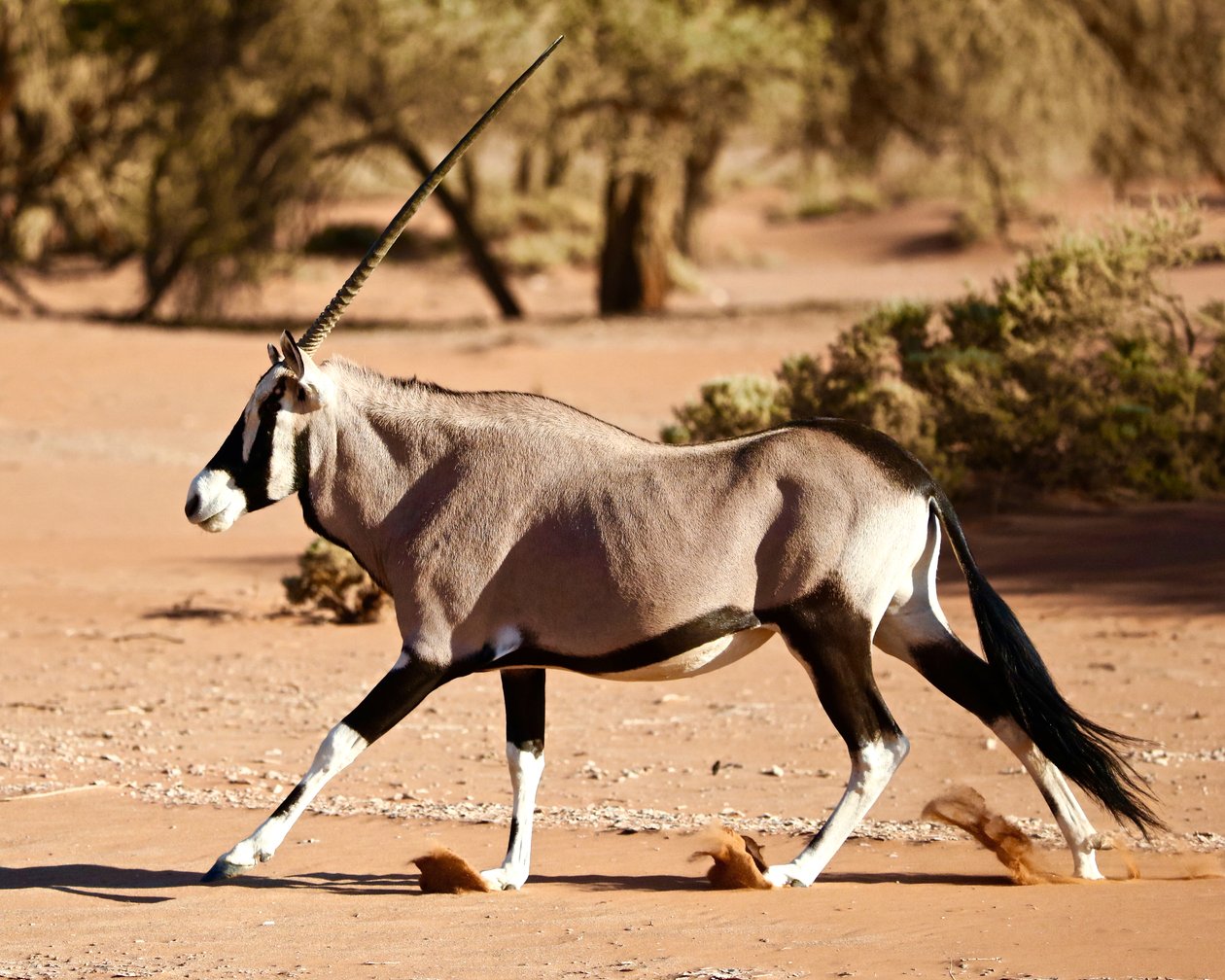 Oryx, Namiböknen, 2017 (bild) av Unbekannter Künstler