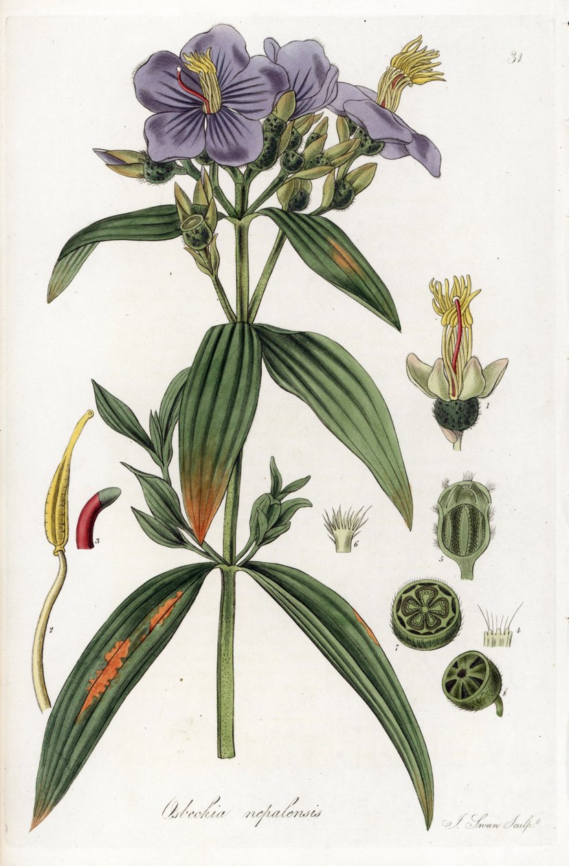 Osbeckia från Nepal - Litografi av J. Swan, efter en illustration av William Jackson Hooker (1785-1865), utdrag ur Flora Exotic, Scotland av Unbekannter Künstler